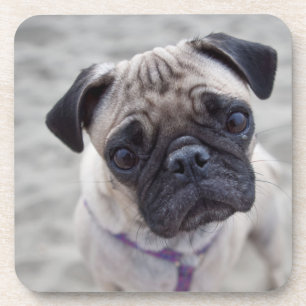 Pug Closeup Coaster