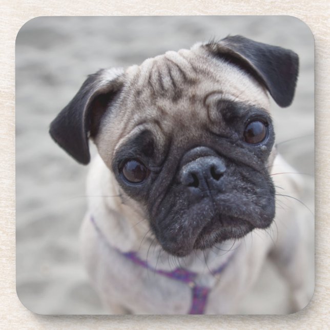 Pug Closeup Coaster (Front)