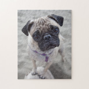 Pug Closeup Jigsaw Puzzle
