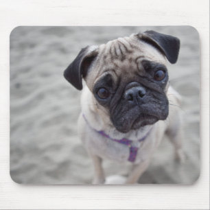 Pug Closeup Mouse Pad