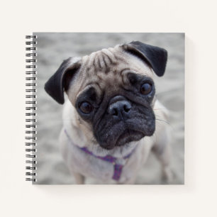 Pug Closeup Notebook