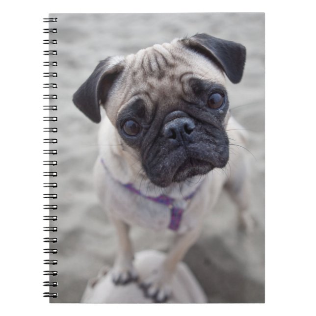 Pug Closeup Notebook (Front)