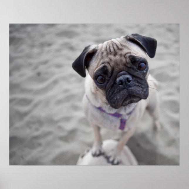 Pug Closeup Poster (Front)
