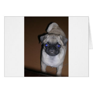 pug complet 5.png