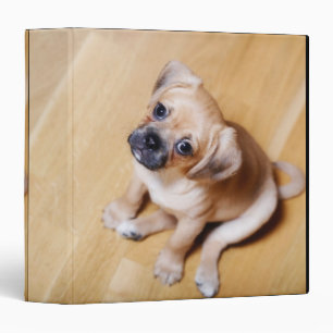 Pug Cross Cavalier King Charles Spaniel Binder