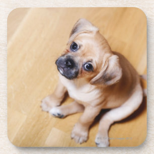 Pug Cross Cavalier King Charles Spaniel Coaster