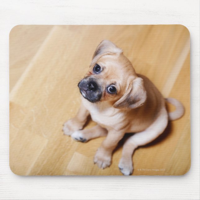 Pug Cross Cavalier King Charles Spaniel Mouse Pad (Front)