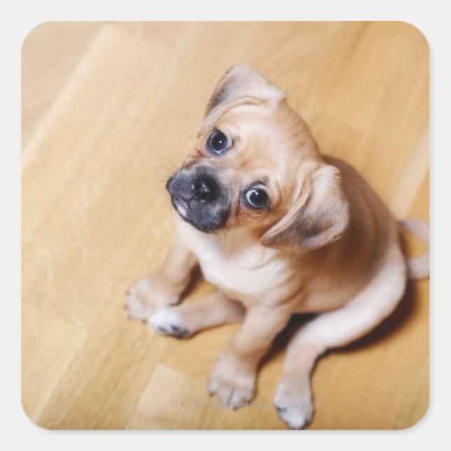 Pug Cross Cavalier King Charles Spaniel Square Sticker (Front)
