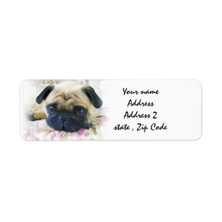 Pug dog