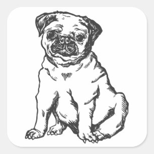 Pug dog , black & white illustration square sticker