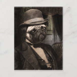 Pug Dog Dapper Gent Postcard