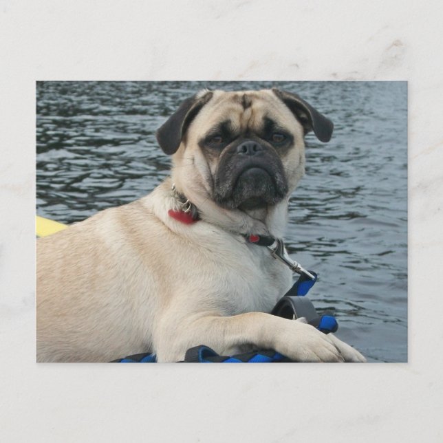 Pug Dog on the Water Postcard (Front)