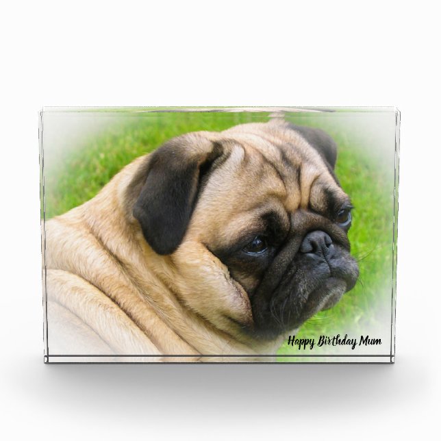 Pug Dog. Photo Block (Front)