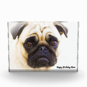 Pug Dog. Photo Block
