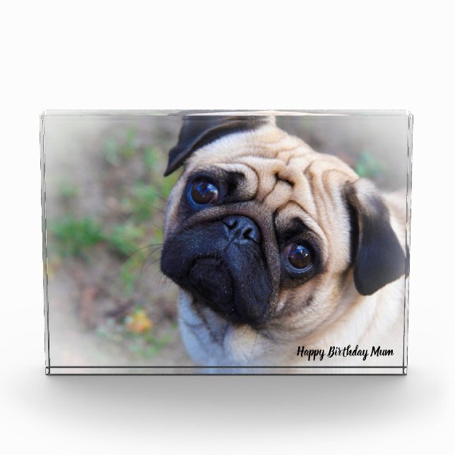 Pug Dog. Photo Block (Front)