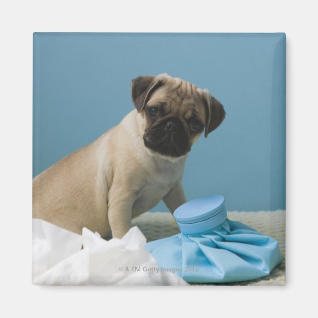 Pug dog sitting on bed by hot water bottle and magnet (Front)