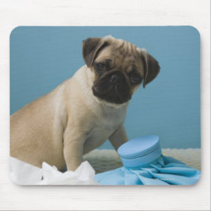 Pug dog sitting on bed by hot water bottle and mouse pad
