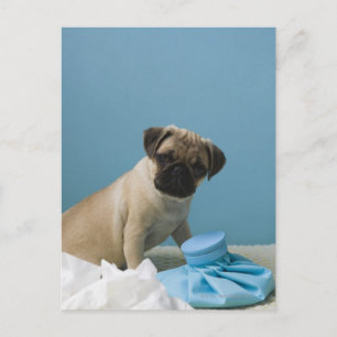 Pug dog sitting on bed by hot water bottle and postcard