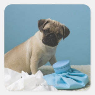 Pug dog sitting on bed by hot water bottle and square sticker