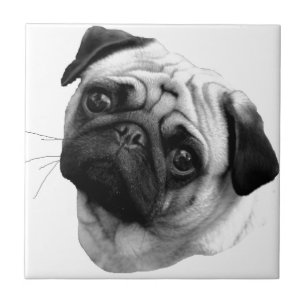 Pug Dog Tile