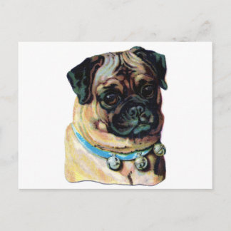 Pug Dog Vintage Postcard