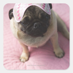 Pug dog with eye mask on head sitting on bed, square sticker