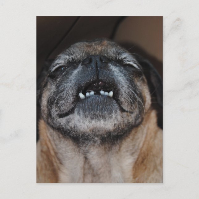 Pug Dog With Mouth Opened Postcard (Front)