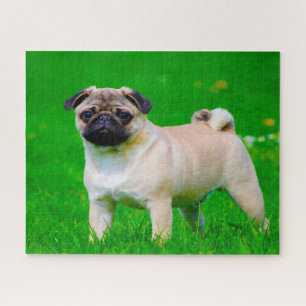 Pug Dogs. Jigsaw Puzzle