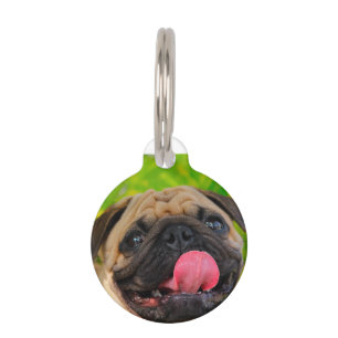 Pug Dogs. Pet Tag