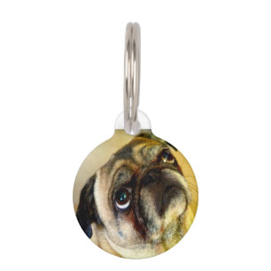 Pug Dogs. Pet Tag