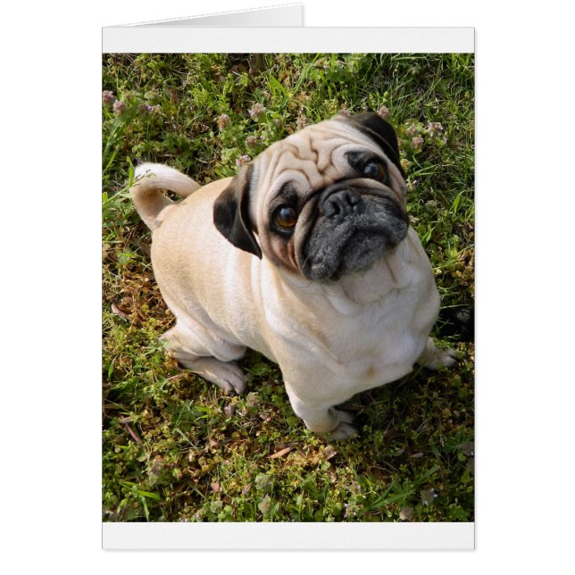 pug fawn full (Front)