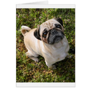 pug fawn full.png