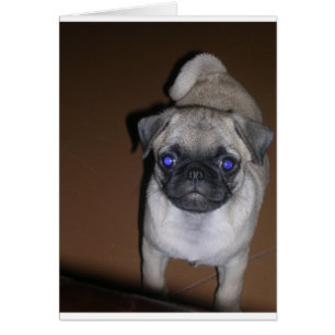 pug full 5.png