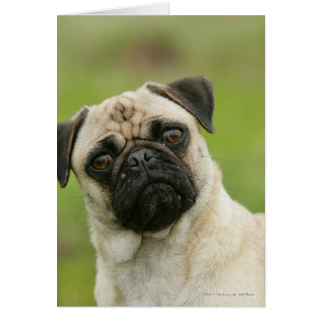 Pug Head Cocked Looking at Camera (Front)
