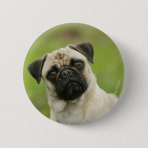 Pug Head Cocked Looking at Camera 2 Inch Round Button