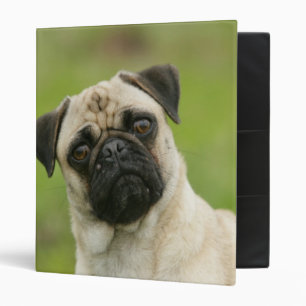 Pug Head Cocked Looking at Camera Binder