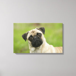 Pug Head Cocked Looking at Camera Canvas Print