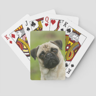 Pug Head Cocked Looking at Camera Playing Cards