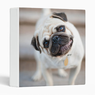 Pug Head Tilt Binder