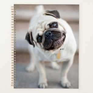 Pug Head Tilt Planner