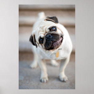 Pug Head Tilt Poster