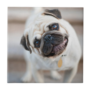 Pug Head Tilt Tile