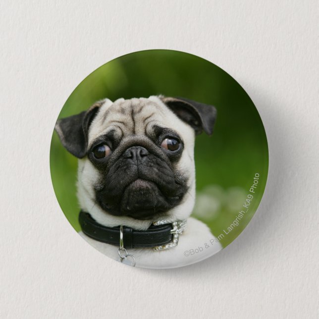 Pug headshot 2 inch round button (Front)