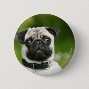 Pug headshot 2 inch round button