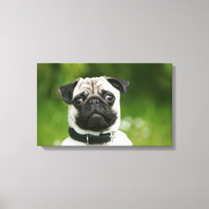 Pug headshot canvas print