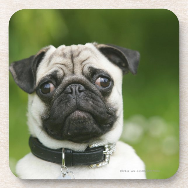 Pug headshot coaster (Front)