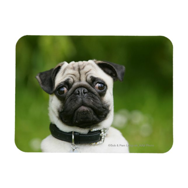 Pug headshot magnet (Horizontal)