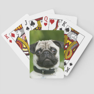 Pug headshot playing cards