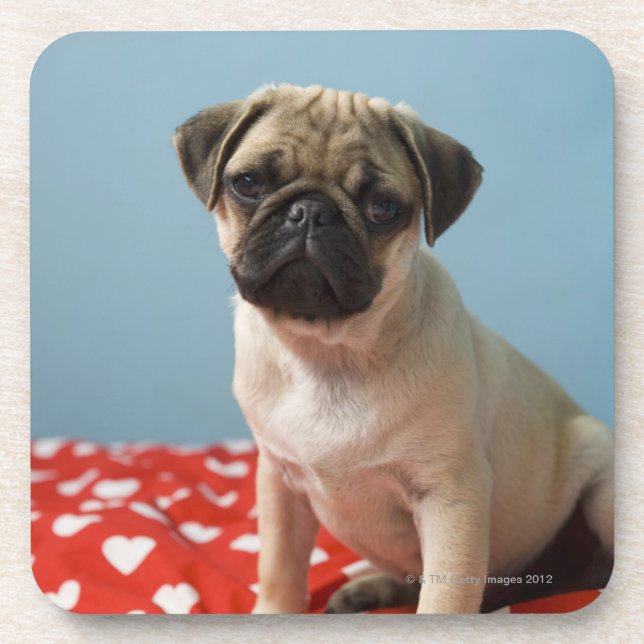 Pug Heart Puppy Coaster (Front)