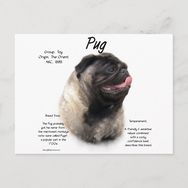 Pug History Design Postcard (Front)